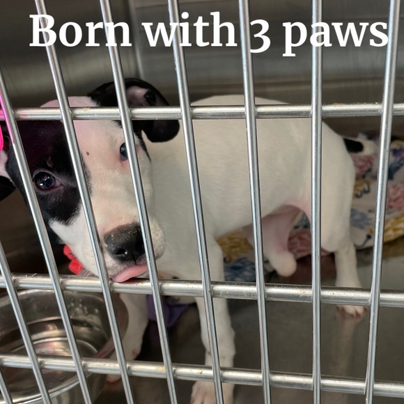 15% of my sales go to: Berea Animal Rescue & Angels for Animals Medical Fund 🐾 - Picture 8 of 17